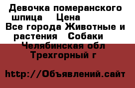 Девочка померанского шпица. › Цена ­ 40 000 - Все города Животные и растения » Собаки   . Челябинская обл.,Трехгорный г.